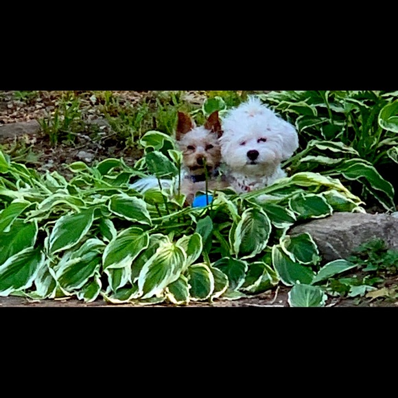 Meet your Posher, Anethia - Picture 1 of 1